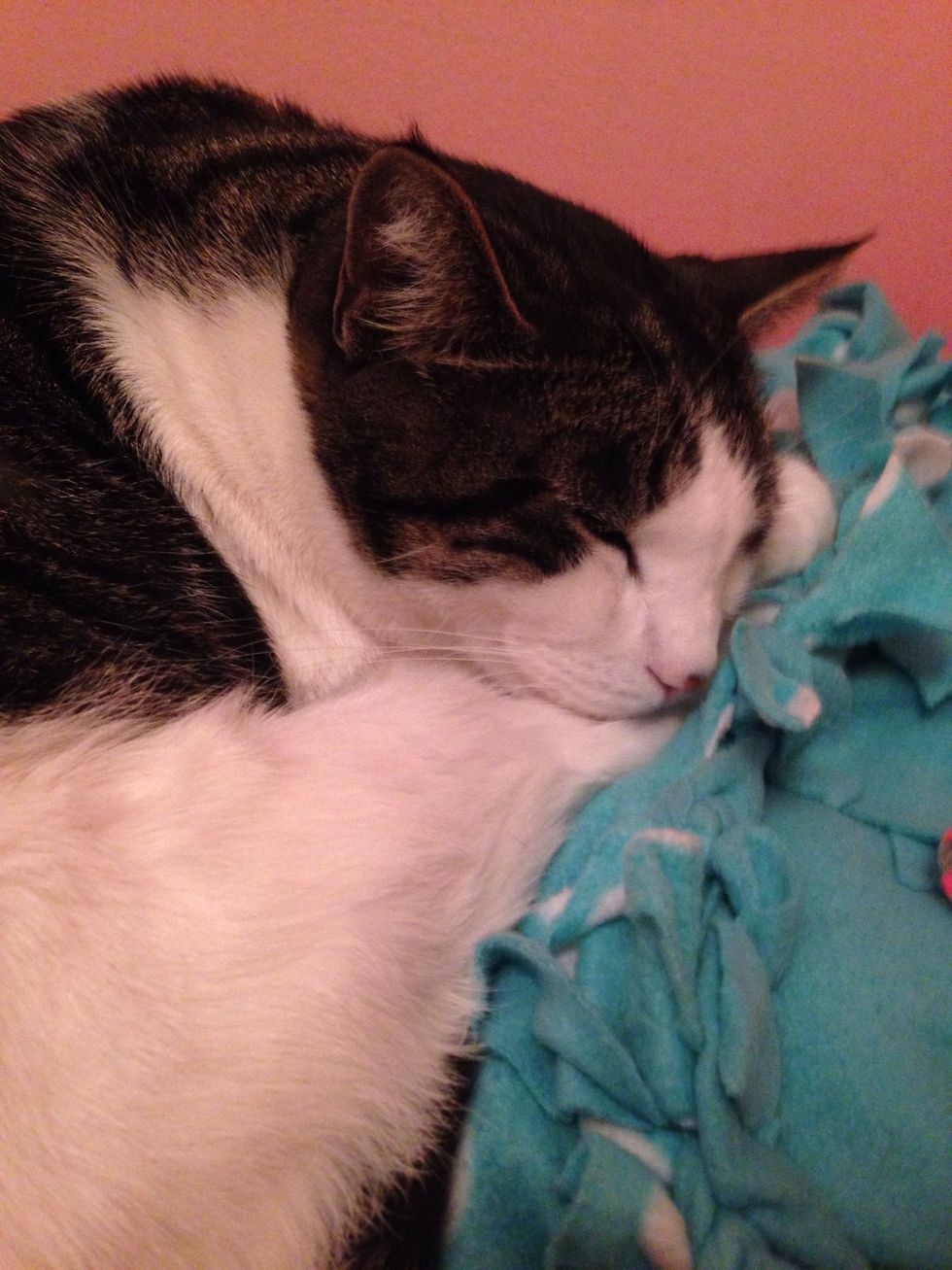 My Cat Liono Is sleepy\ud83d\ude3b
