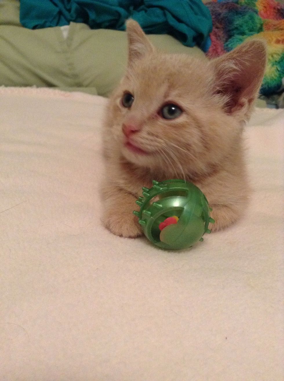 My cousin's kitten
