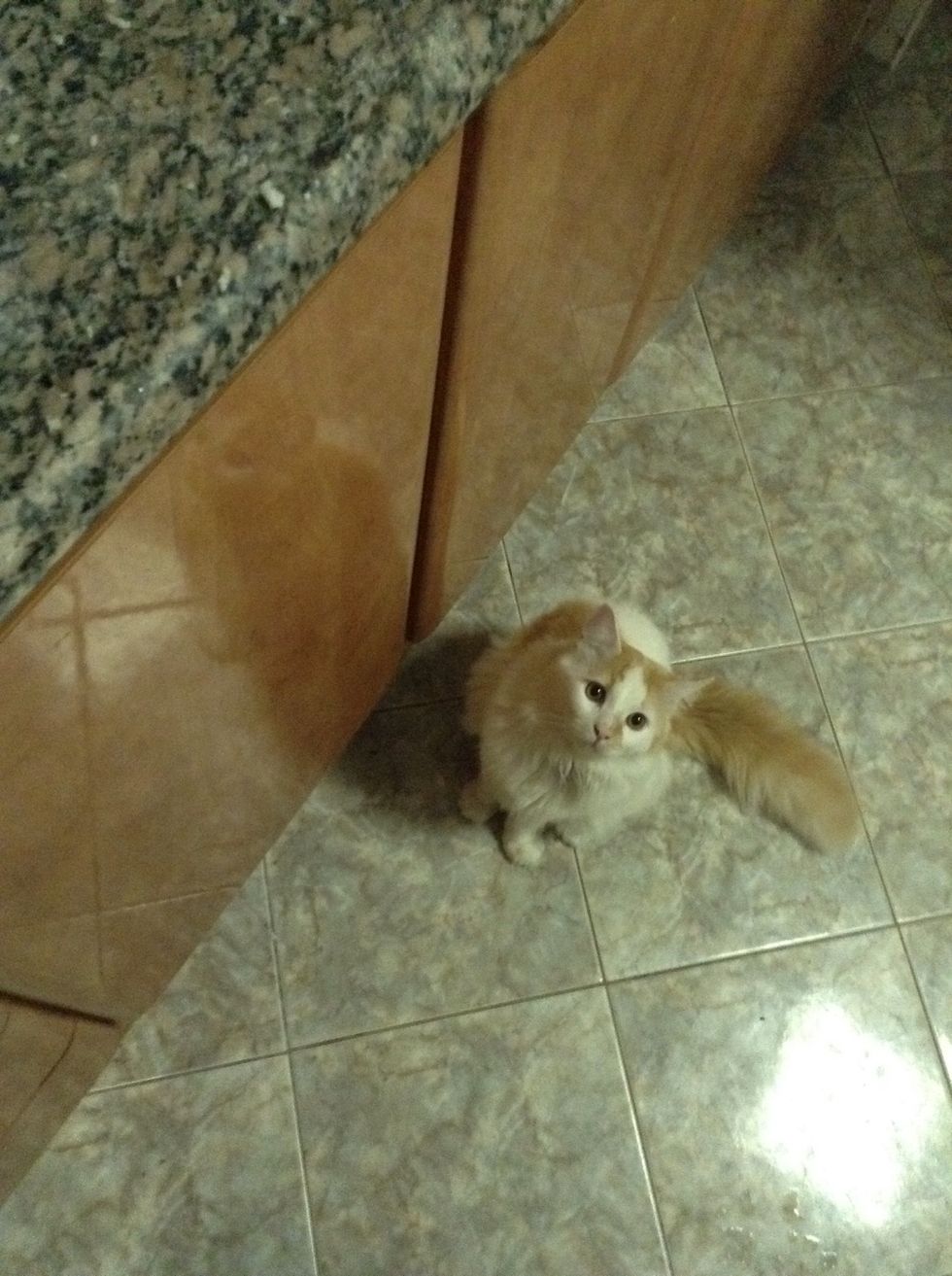 My cute little tango is waiting for his share, as the chicken mushrooms smells amazing