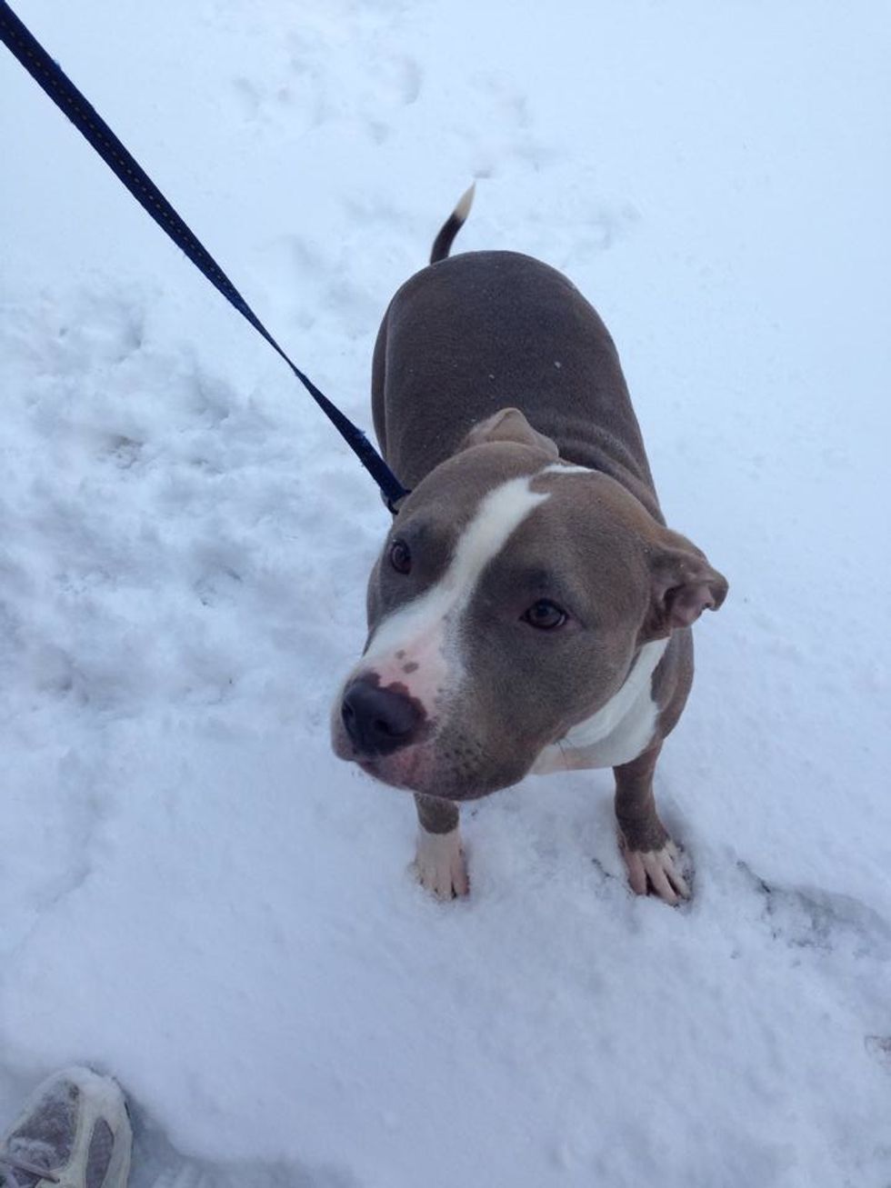 My dog - Always making me happy especially during bad times