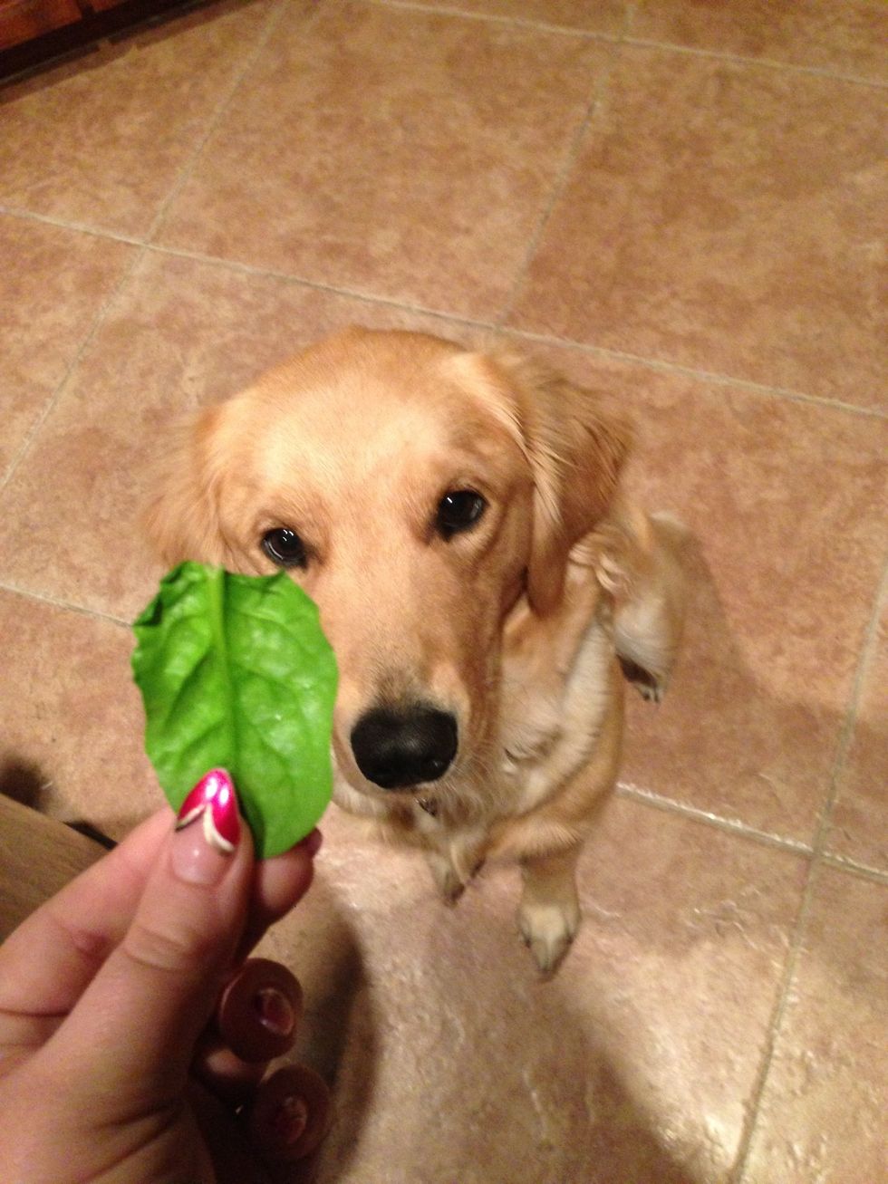 My dog butters loves spinach.