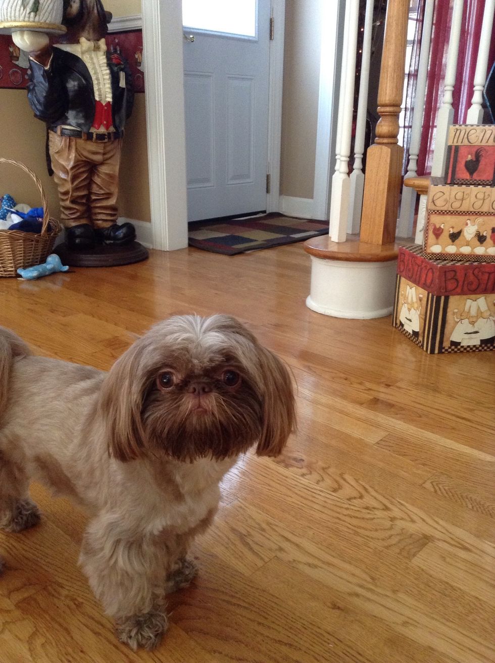 My dog Harley would be 425539