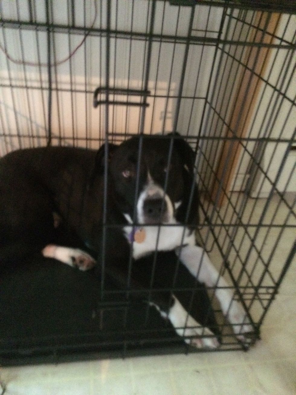 My dog is now allowed to go upstairs and I don't want him to be scared so I am making a nice spot for him to relax in my room at night.\ud83d\udc36