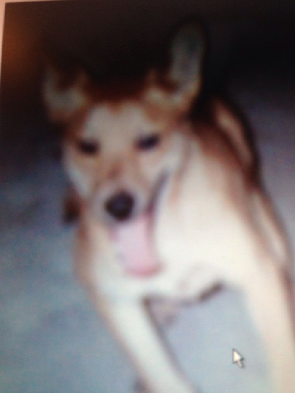 My dog Rocky makes me happy when I'm having a bad day, he's playful and he brings me joy.