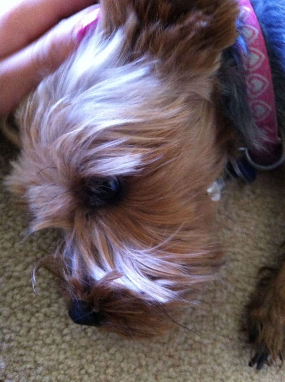 My dog says bye  She is gonna take a bath so if u want me to put a guide comment;)