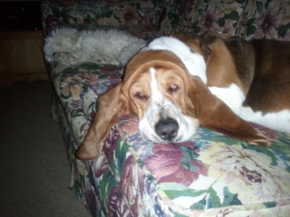 My dog sleeps on the couch or in my room.