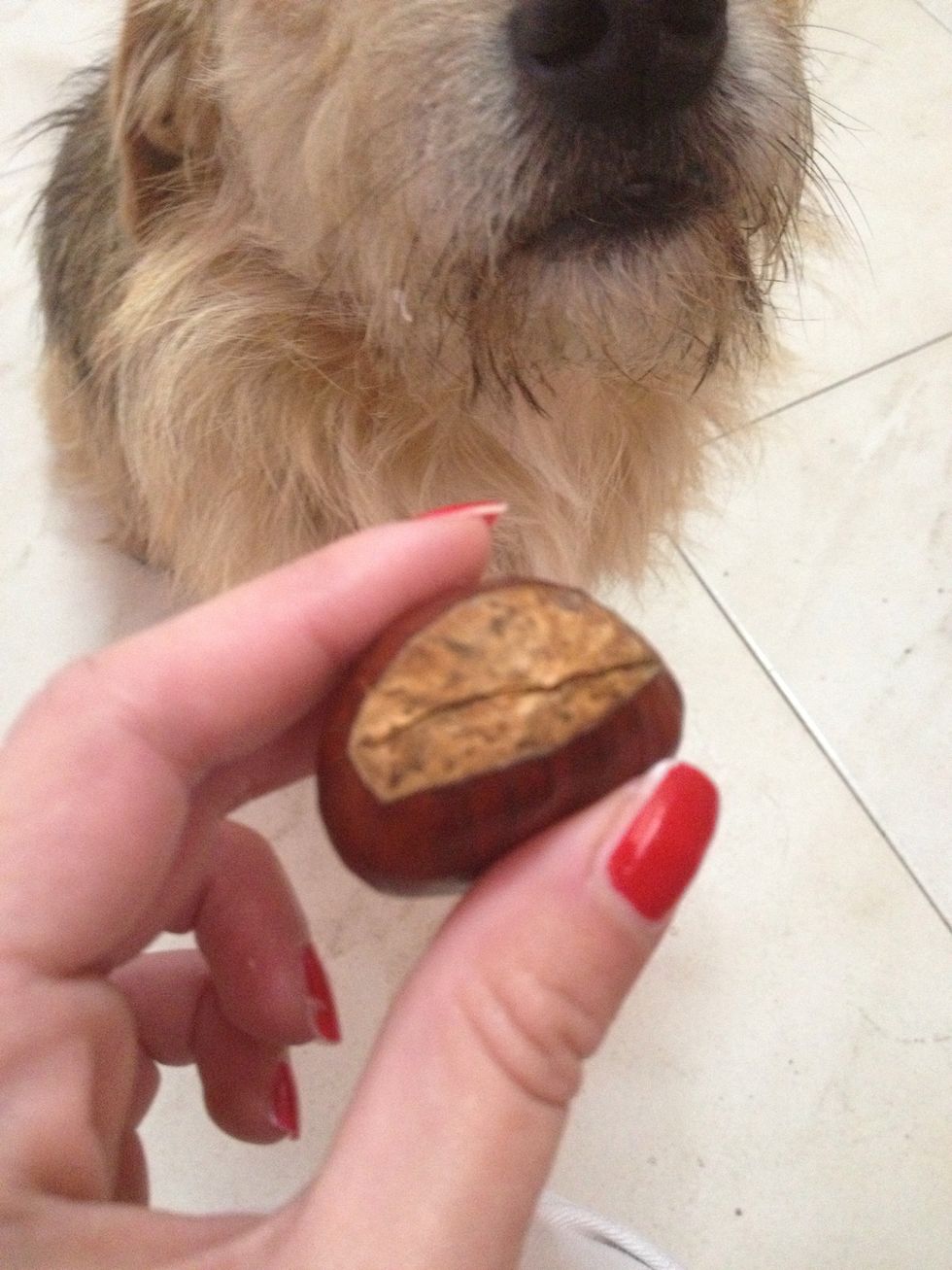 My dog wanted to show you how he cutted these chestnut!! :3