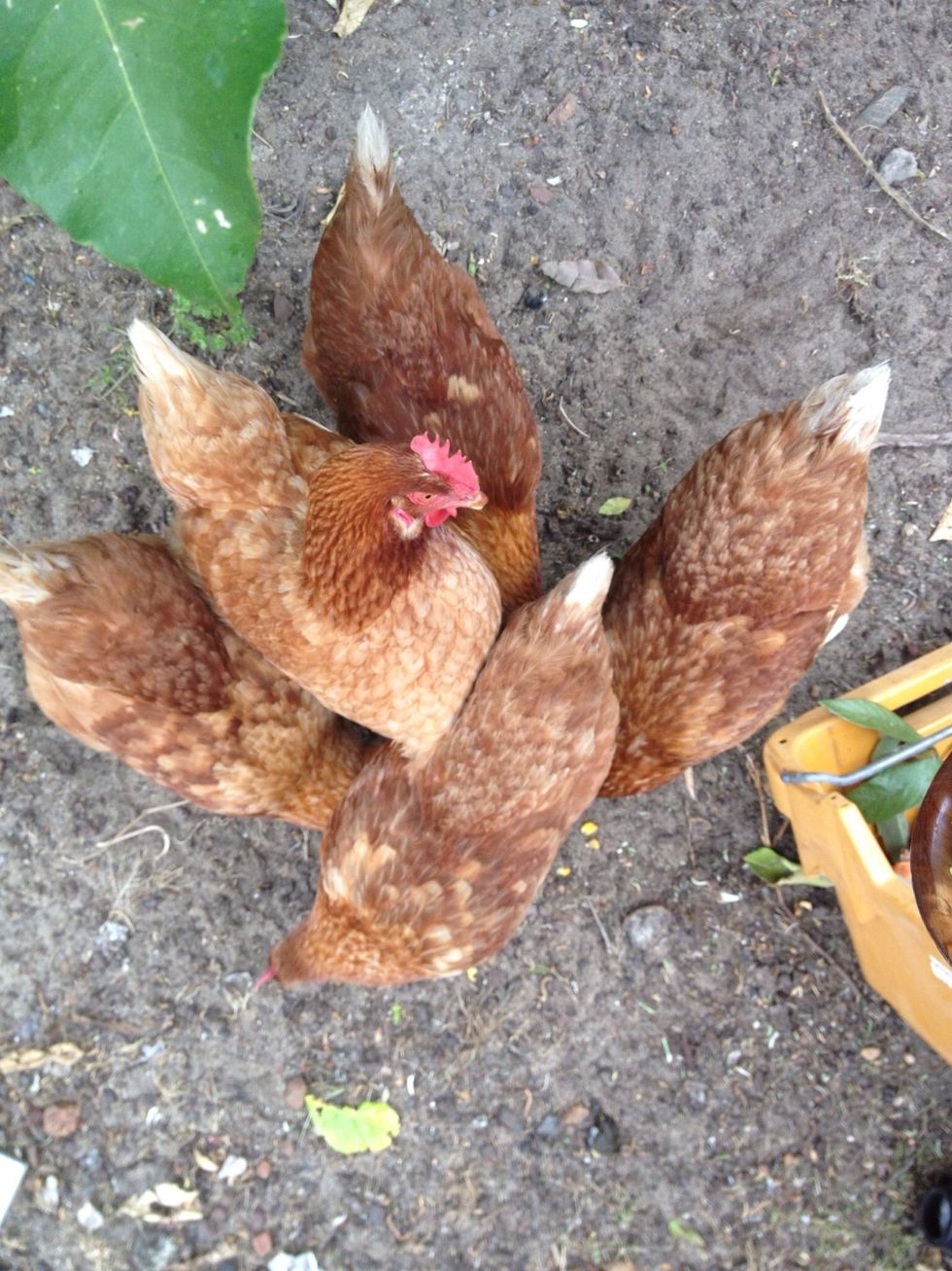 My Father's chickens miss you. Don't forget to check out all our podcasts on iTunes: https://itunes.apple.com/au/podcast/how-to-cook-international/id572281908?mt=2