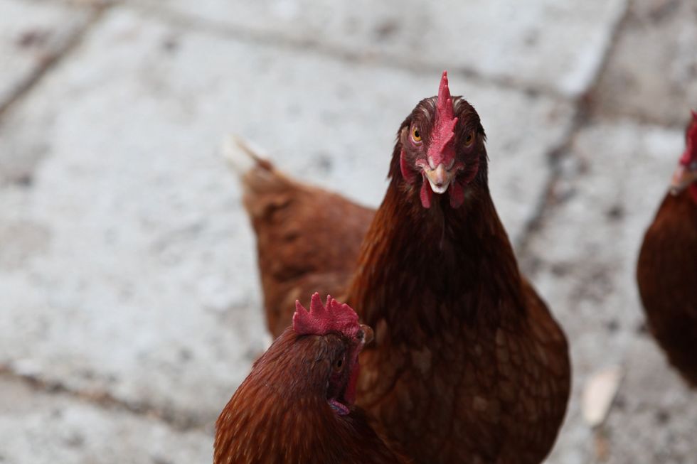 My father's psychotic chickens survived this time. And they're too cute. Plus we need 3 eggs a little later. Lol.