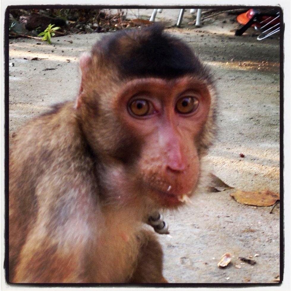 ... my friend Siti (my Malaysia best friend's pet Macaque monkey) says... We love all races, religions and colous as long as there's food to share.. So shall we get started?