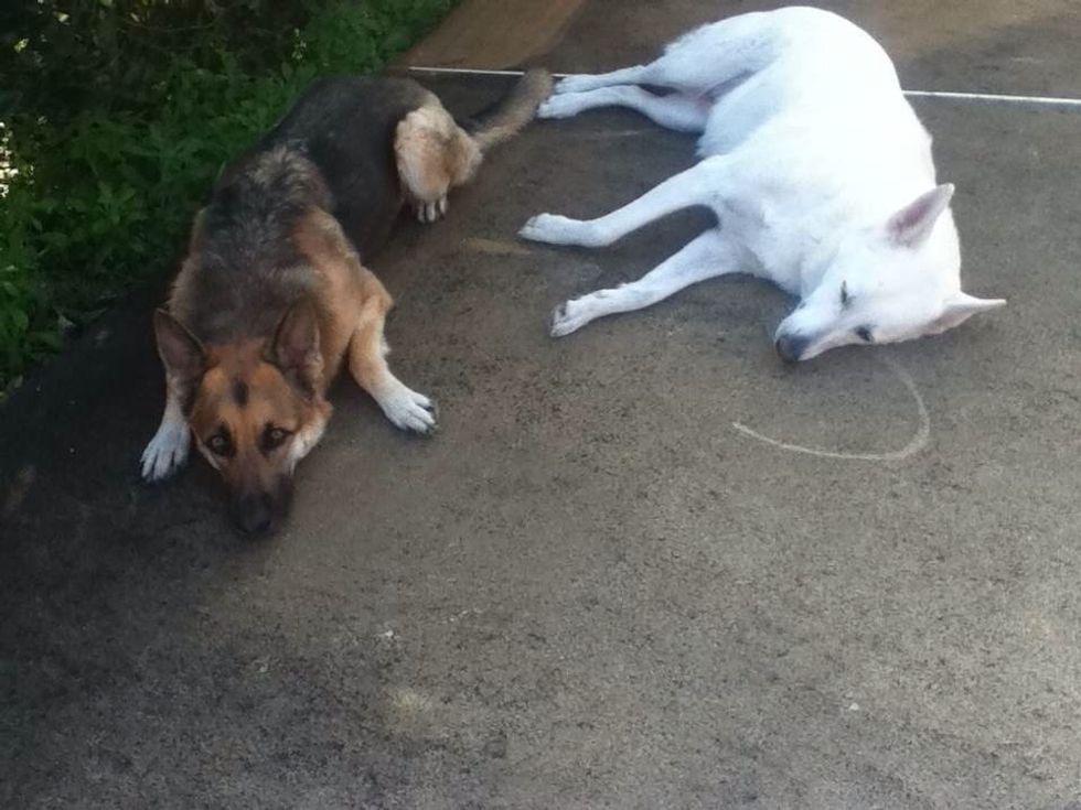 My friends dogs, Kai and Nani