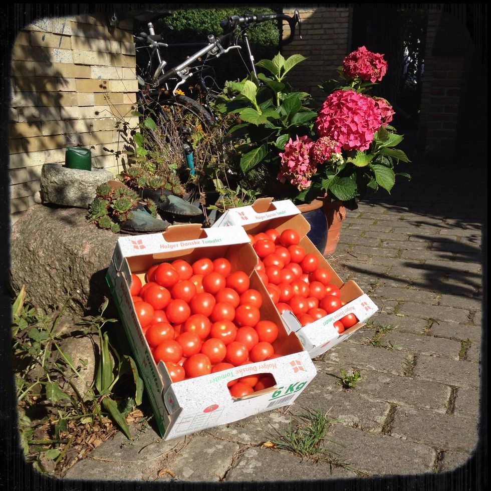 My greenhouse collapsed last year - but I bought 12 kg fresh Danish tomatoes