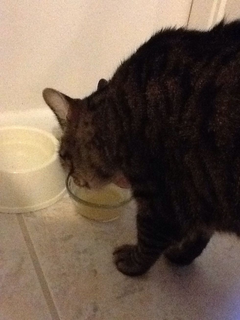 My kitty loves tuna water so I always drain it into a bowl for him.