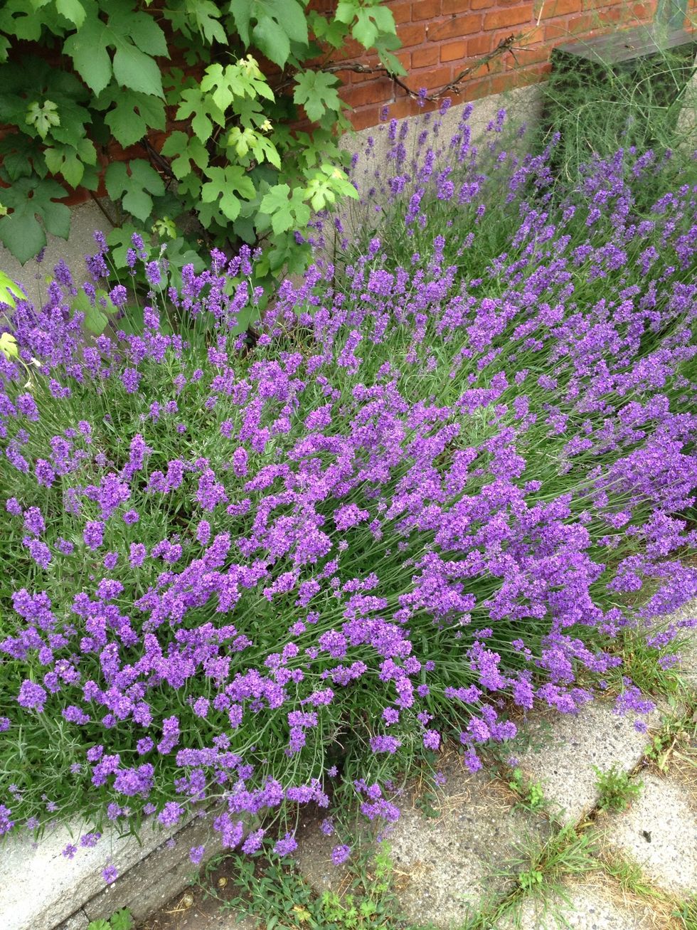 My lavender needs pruning