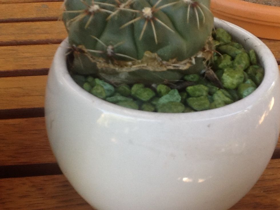My rabbits love to eat my cacti and succulent collection, so I have to keep them high up :@