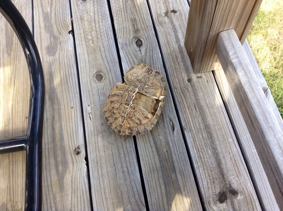 My research tells me crocs did this.