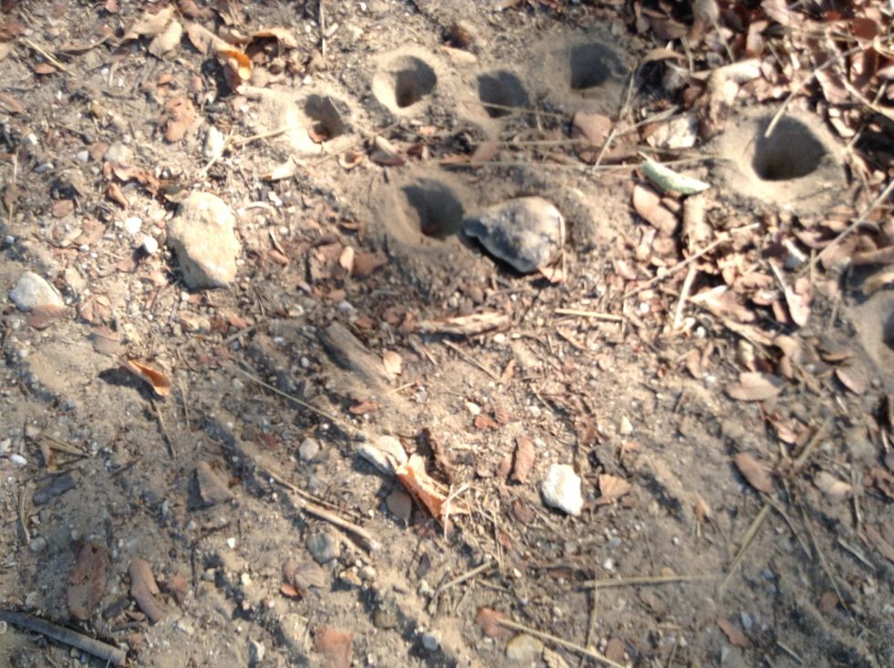 My research tells me these are dog tracks.