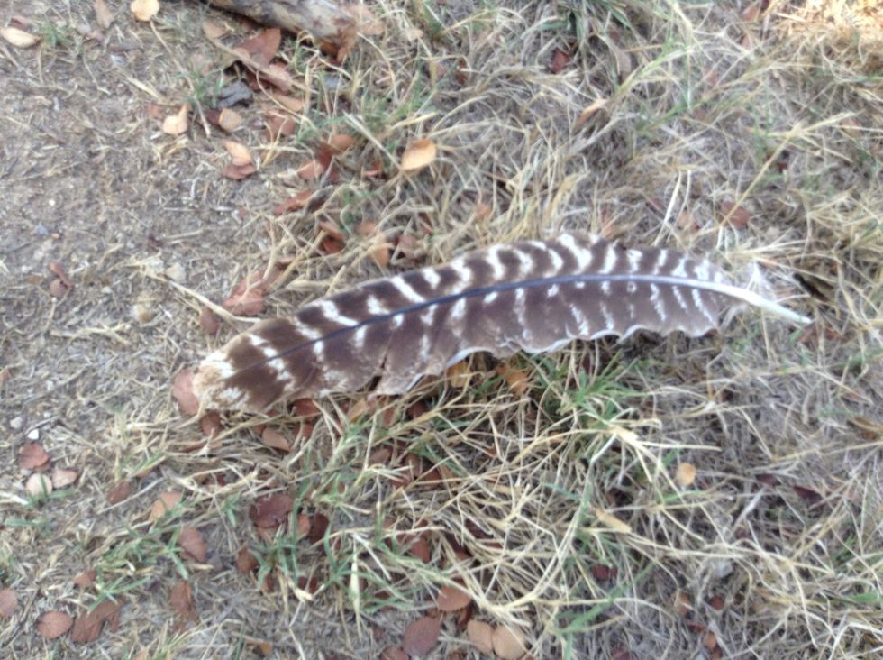 My research tells me this is a falcon feather.