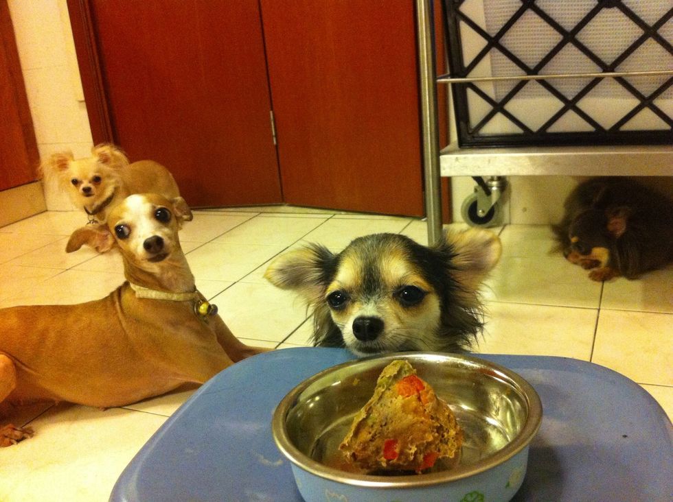 My taste testers waiting to try the bak zhang! \u2764\ud83d\udc36