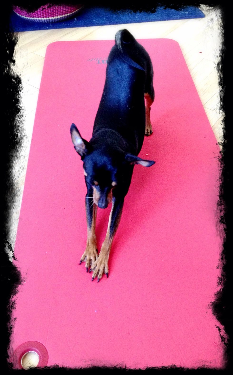 My yoga mats are always out to use. I do yoga outside, inside and with my dog. :) they get used and dirty.