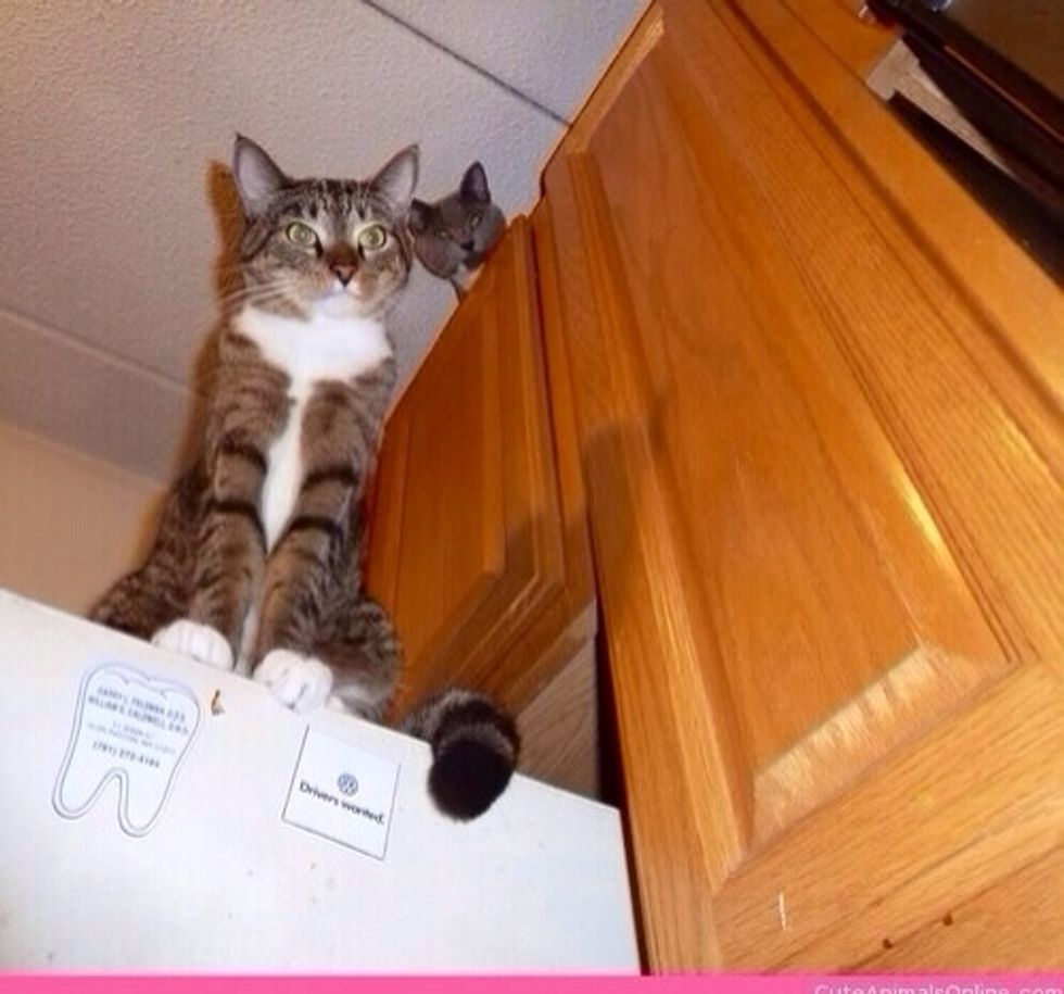 Neighbourhood frnds : Tinker ( bell can be added )                                       : (up) Rocco ( honest 'does look like a raccoon ) \ud83d\ude01\ud83d\ude33\ud83d\ude1b