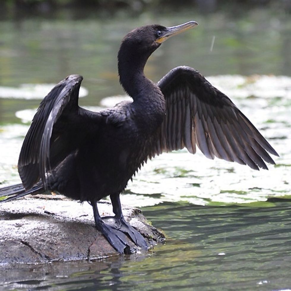 Neotropic Cormorant