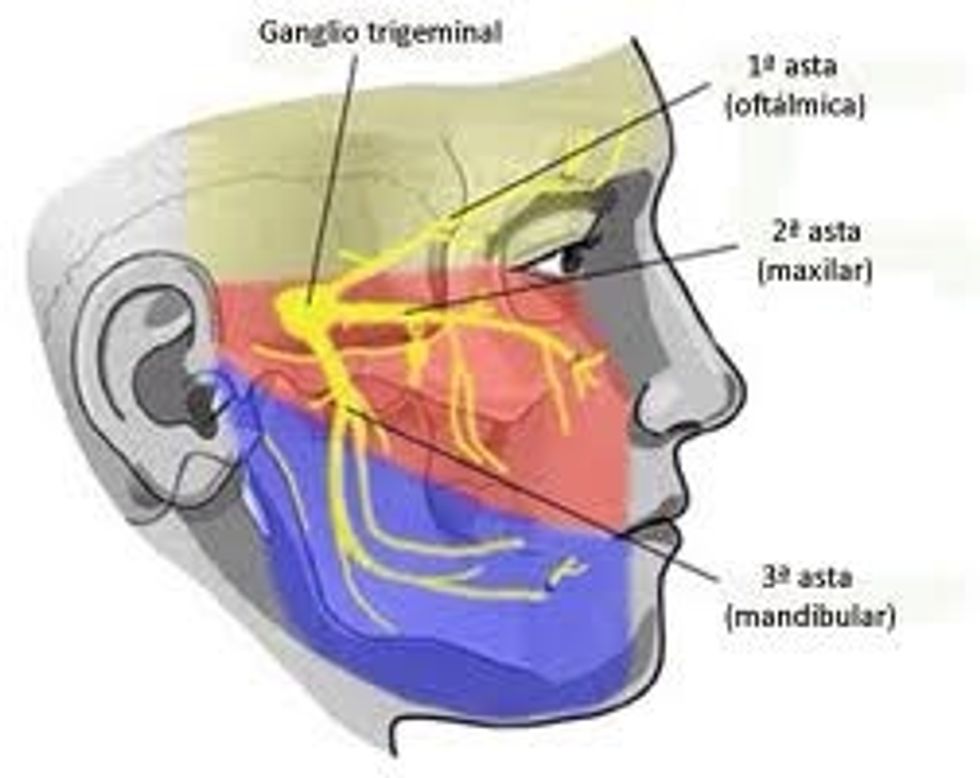 Nervio trig\u00e9mino  Motor Explorar m\u00fasculos masetero y temporal pidiendo que apriete los dientes