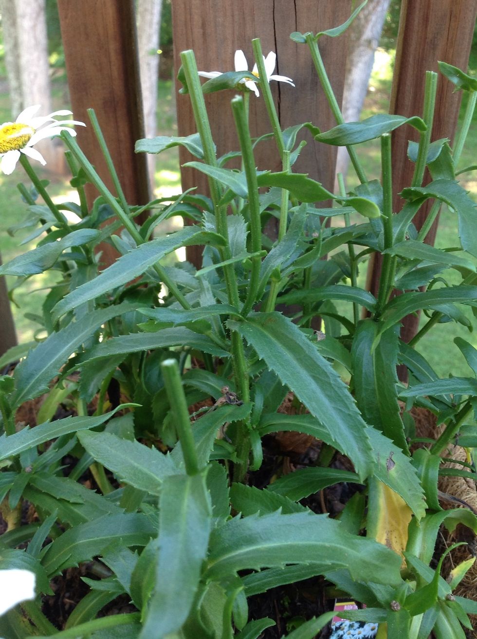 New blooms will start to show up in a couple of days.