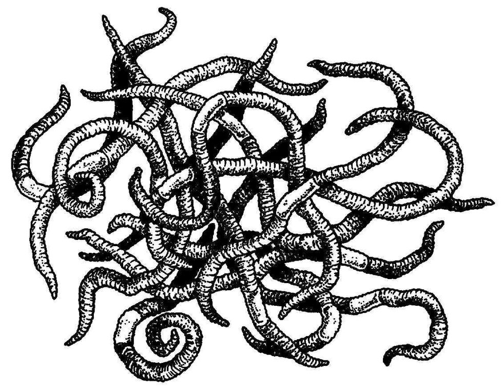 Next, add the worms - we used 1 kg for this wormery. You can buy composting worms, or collect your own from a compost pile or manure heap. The earthworms you find in soil do not work in wormeries.