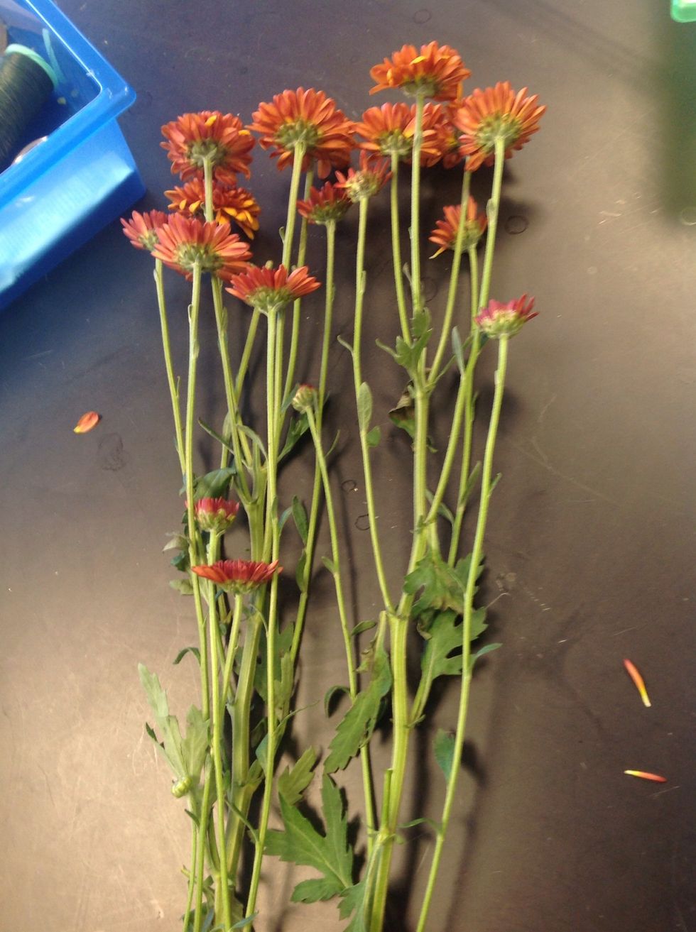 Next choose a spray type flower that goes with the colors of your first flower.