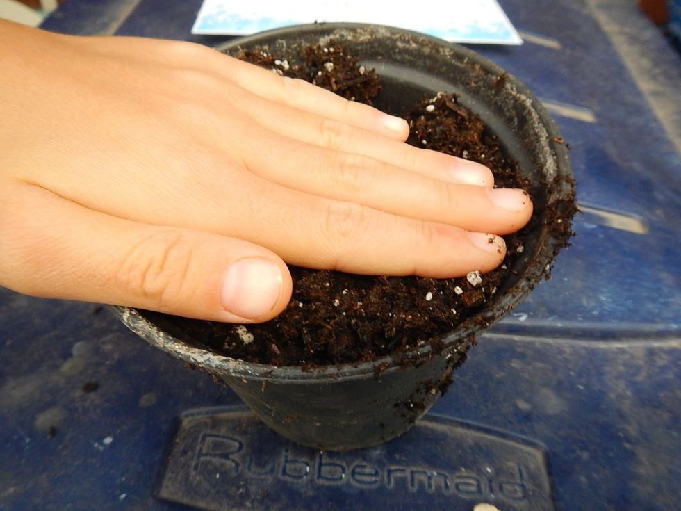 Next, cover the seed with a little dirt.