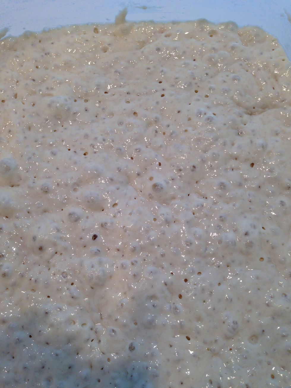 Next day, bubbles! Into your standing mixer, put the sponge, 1/2 oz. yeast, 1 1/2 lb (or, 4 3/4 cups plus 2 Tbsp. ) flour and 18 oz. fizzy water. With the dough hook in place, turn on mixer to low.