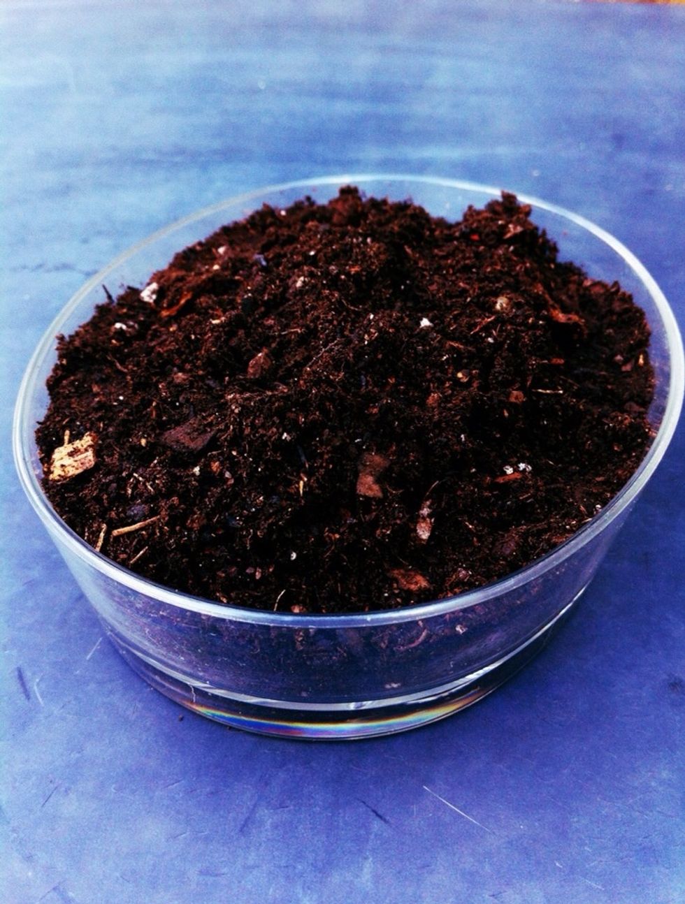 Next fill the dish about halfway with cacti potting soil, leave a little shallow spot on one side for your succulent.