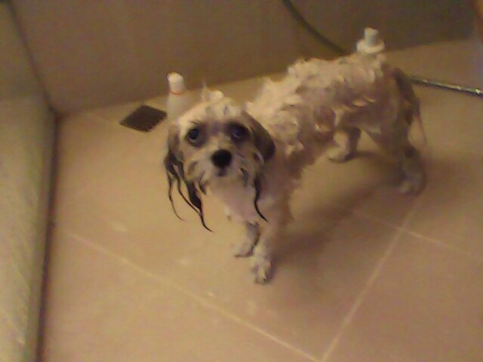 Next, gently rub your dog with dog shampoo but avoid the eyes, nose, and the mouth.