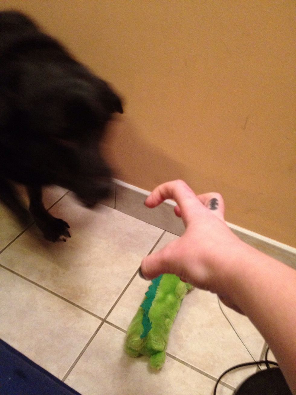 Next is to transfer the item out of your hand. Now you get to use your hand signal ( I use a claw motion) and your verbal, GRAB. The idea is to only give a treat for a full pick up and hold.