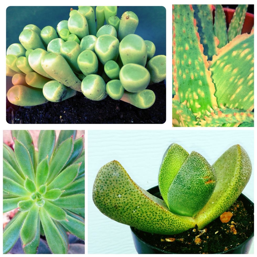 Next pick out you little cactus or succulent. Mix it up if you're making a few place setting for a party!