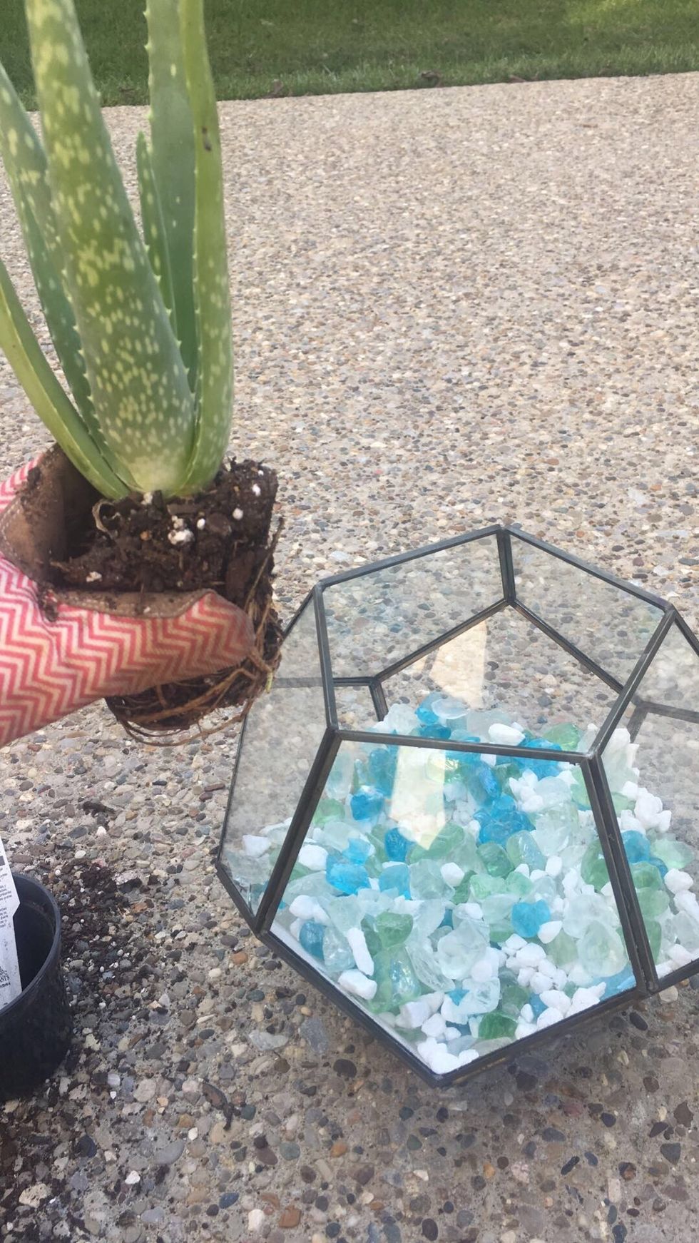 Next, pick up your first succulent and take it out of it's pot.