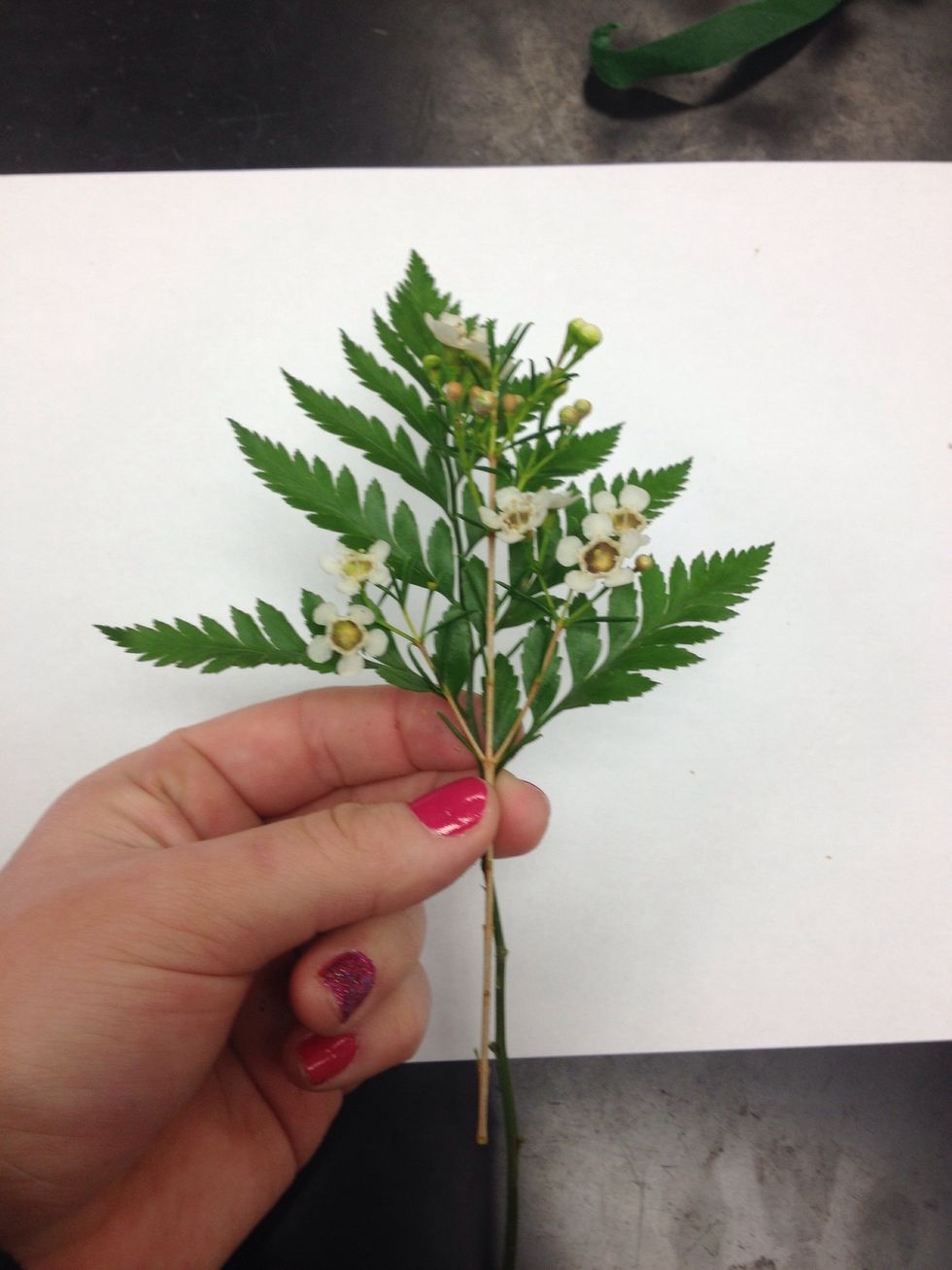 Next, place your Baker's Fern and Waxflower together.
