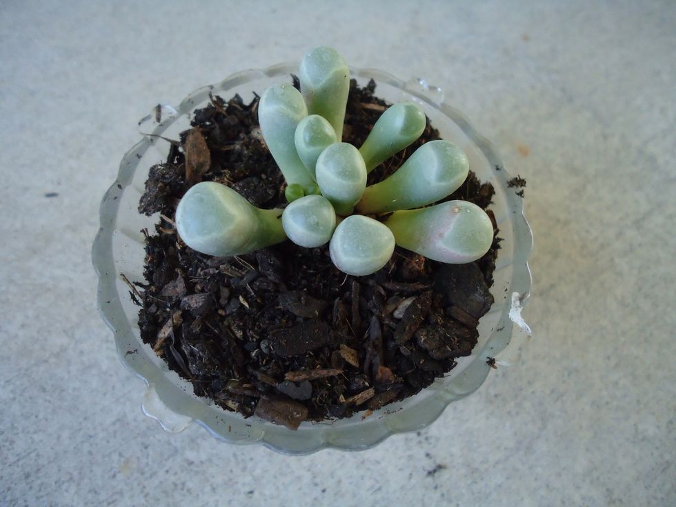 Next, place your plant in the 'light' part of the landscape light and fill in the sides with potting soil