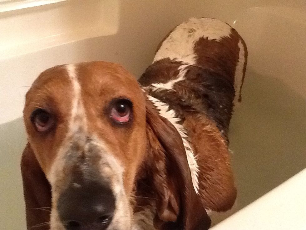 Next put the shampoo on the dog and get everywhere make sure you are careful around the eyes, nose, mouth. Wash the dog off and make sure you get it all off wise it will dry onto your dog.