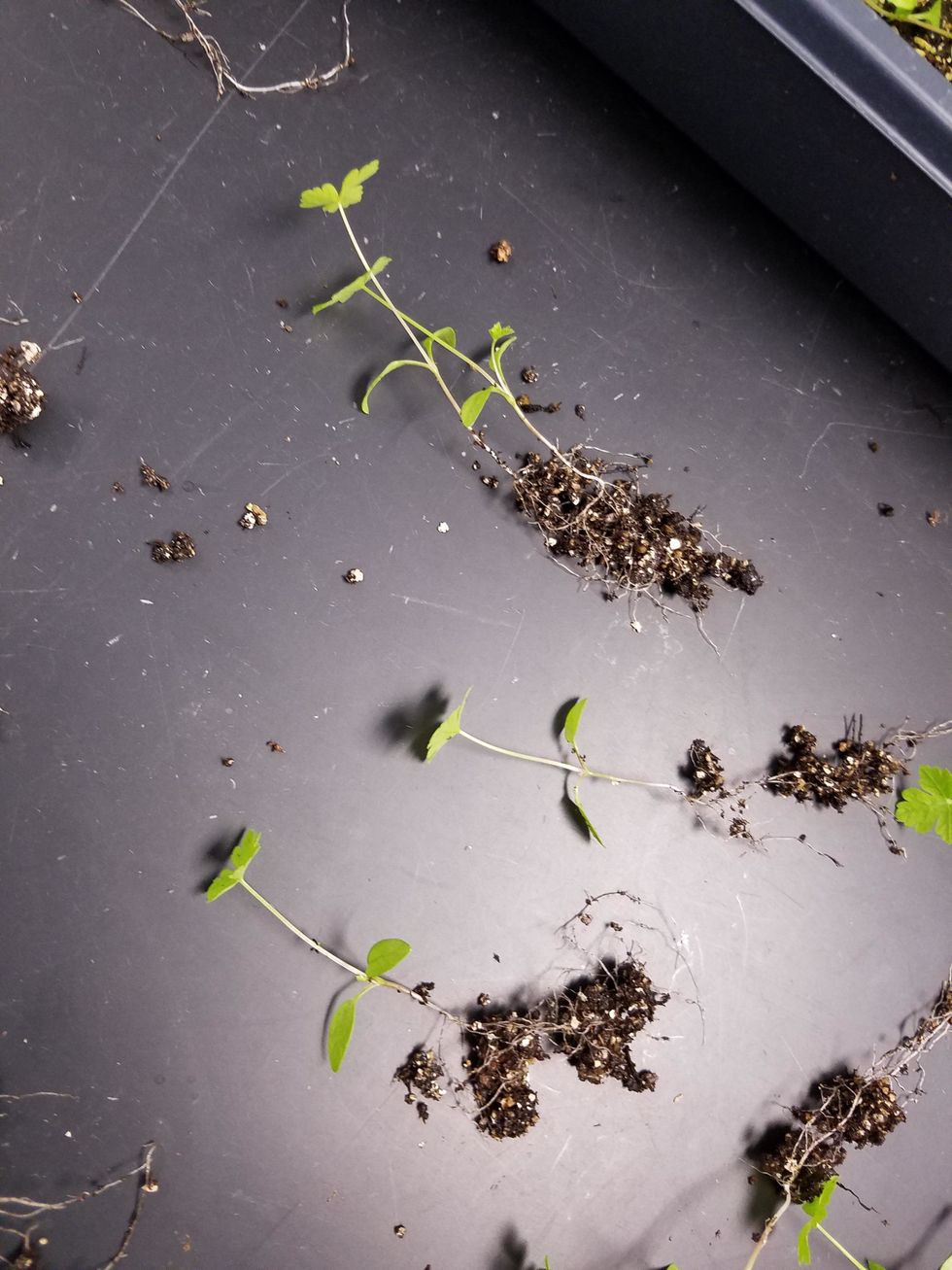 Next, remove the seedlings from each other. If two plants are intertwined, carefully separate them from one another. Some roots breaking is inevitable, so don't stress... just use gentle hands.