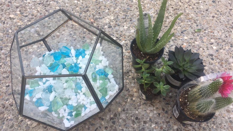 Next, space-plan for your terrarium. Place your succulents, still in their pots, next to your container. Move them around until you have a configuration that you like will fit in the glass container.