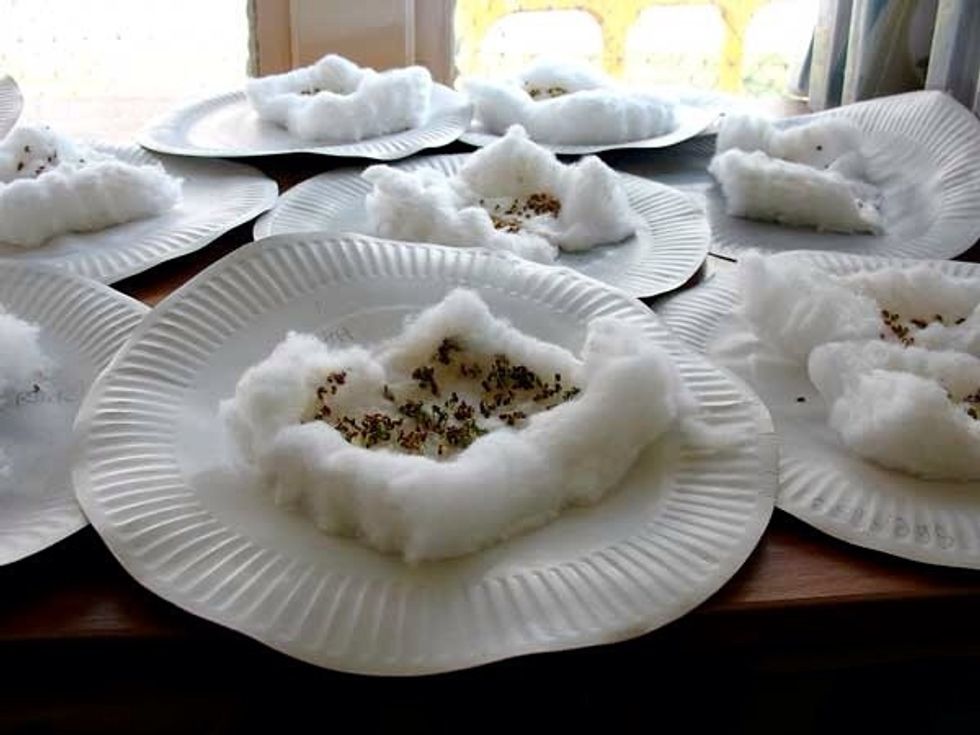 Next sprinkle a few seeds on top of the cotton wool and make sure your seeds are kept damp but not too wet. Keep them in the sun too.