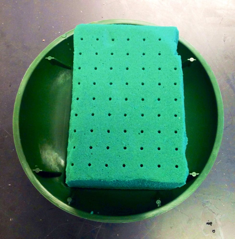 Next the oasis is placed into the standard dish. When placing the oasis into the dish you must use a flat hand otherwise you will leave little dimples. Also, don't use finger tips to push it down.