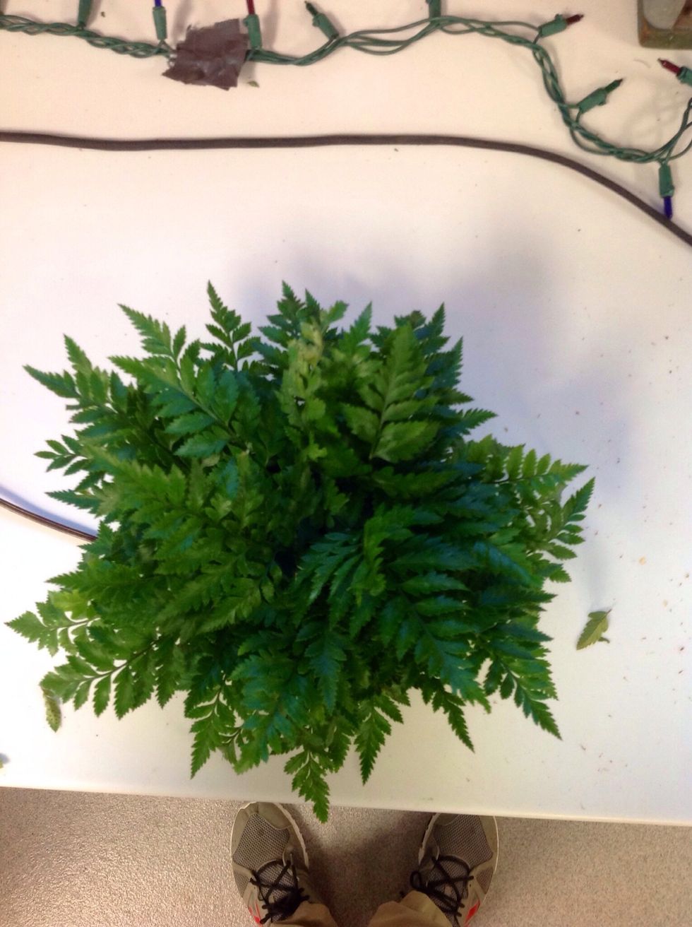 Next you fill in the rest of the blank space with more leather leaf. You do this until you cannot see any of the oasis or standard dish. This process is called "greening". It should look like a circle