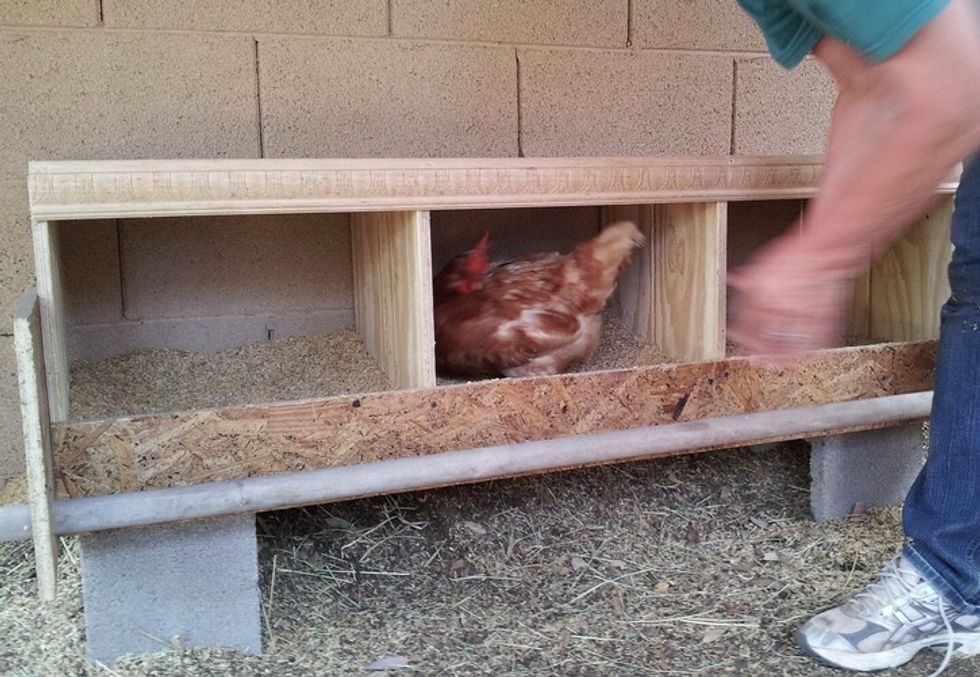 Next you need a nesting box for the chickens to lay their eggs in. For example if I had 6 chickens I would use 3 nesting boxes. Here are some examples of good examples of nesting boxes