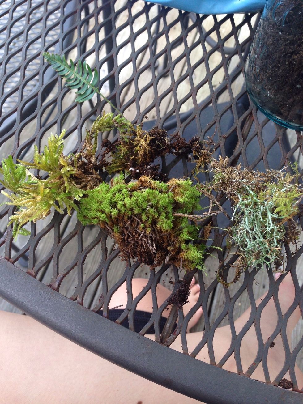 Next you're going to need some plants! I got some ferns and moss around my neighborhood. You can always pick up some on hikes or buy some at your local store. Ferns and moss are very easy to care for.