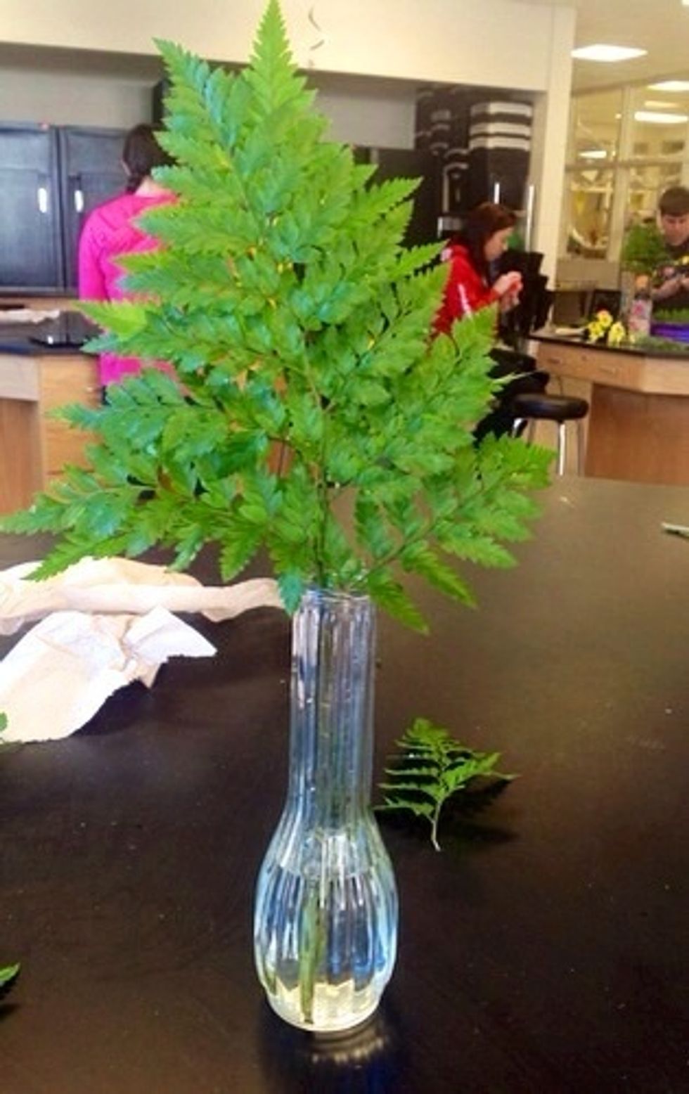 Next you take two pieces of leather leaf and wipe them down with your hands. These two pieces should be 1/2 the length of the vase. Also, the leather leaf pieces should be faced back to back.