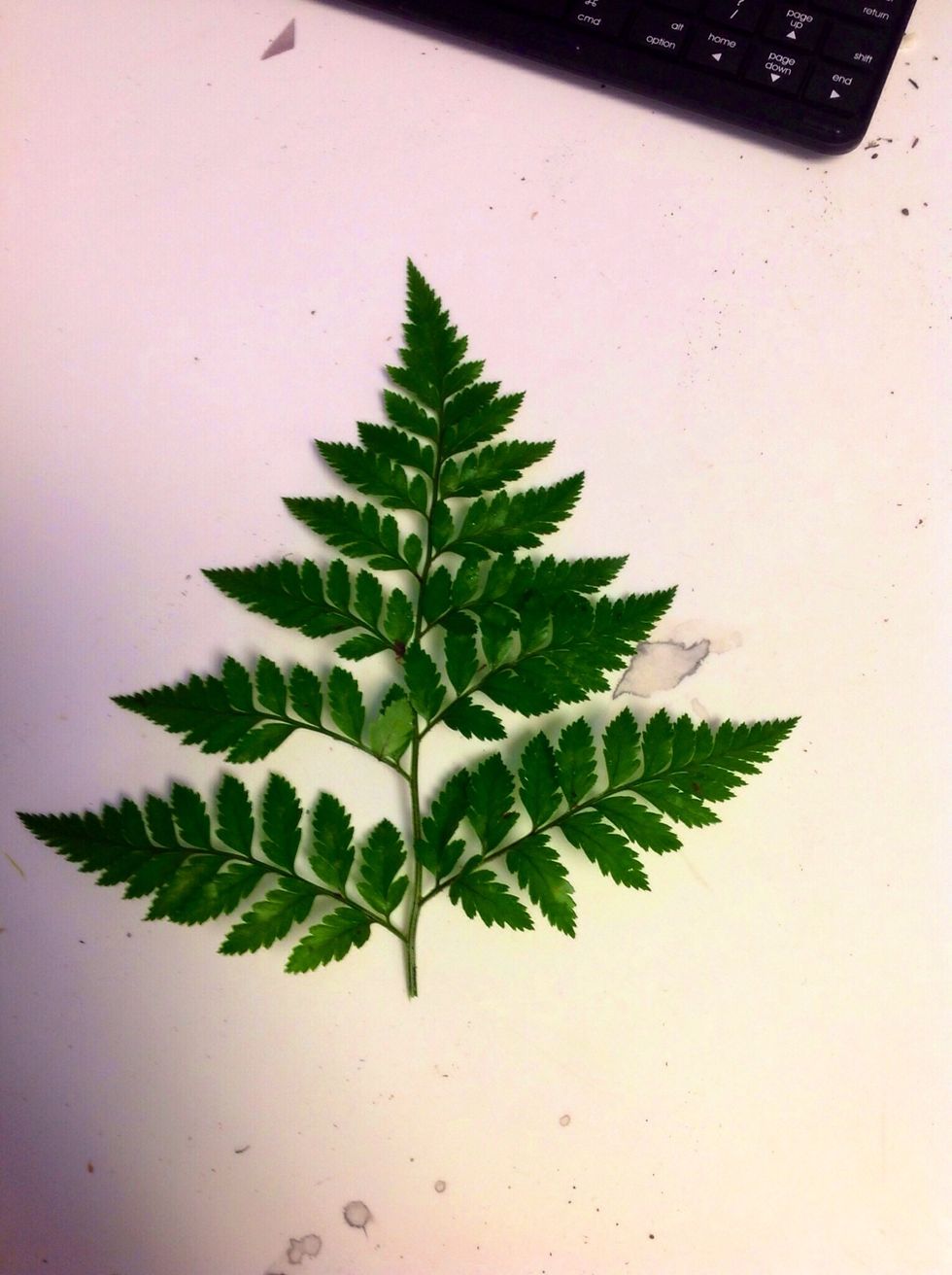 Next you take your leather leaf. You should begin wiping off the stems with a napkin. By doing this you increase the leather leafs life.