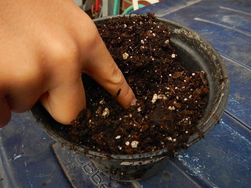 Next you use a spoon to reach into the dirt and make a little hole.